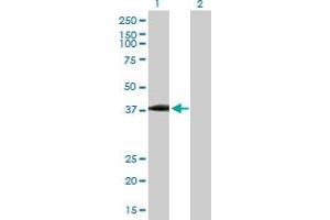 Western Blot analysis of USP18 expression in transfected 293T cell line by USP18 MaxPab polyclonal antibody. (USP18 Antikörper  (AA 1-372))