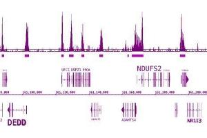 BRD3 antibody (pAb) tested by ChIP-Seq. (BRD3 Antikörper  (C-Term))
