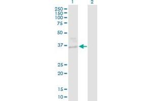 Western Blot analysis of EHF expression in transfected 293T cell line by EHF MaxPab polyclonal antibody. (EHF Antikörper  (AA 1-300))