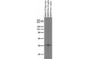 Adult rat brain membrane immunoblot.