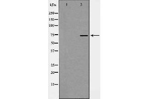 Western blot analysis of GRP75 expression in Cos7 cell extract. (HSPA9 Antikörper  (C-Term))