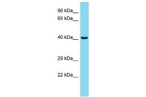 Host: Rabbit Target Name: ARHGEF39 Sample Type: Jurkat Whole Cell lysates Antibody Dilution: 1.