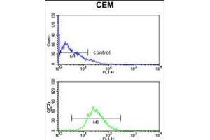 Flow cytometry analysis of CEM cells (bottom histogram) compared to a negative control cell (top histogram). (HSPA6 Antikörper  (C-Term))