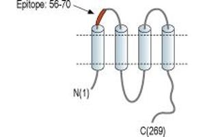 anti-Gap Junction Protein, gamma 3, 30.2kDa (GJc3) (1st Extracellular Loop), (AA 56-70) antibody