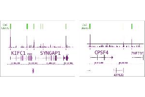 Tet1 antibody (pAb) tested by ChIP-Seq.