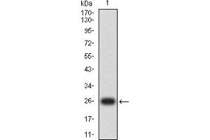 Western blot analysis using FGF2 mAb against human FGF2 (AA: 189-288) recombinant protein. (FGF2 Antikörper  (AA 189-288))
