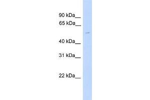 Transfected 293T; WB Suggested Anti-TUBG2 Antibody Titration: 0. (TUBG2 Antikörper  (C-Term, Middle Region))