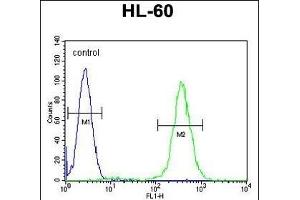 RINL Antibody (N-term) (ABIN656038 and ABIN2845410) flow cytometric analysis of HL-60 cells (right histogram) compared to a negative control cell (left histogram). (RINL Antikörper  (N-Term))