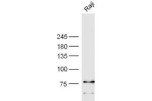 Raji cell lysates probed with Anti-CD85c Polyclonal Antibody, Unconjugated  at 1:3000 90min in 37˚C.