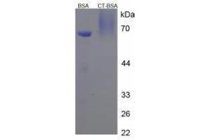 Image no. 1 for Calcitonin (Calca) peptide (BSA) (ABIN5665951) (Calcitonin (Calca) peptide (BSA))