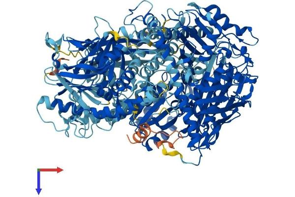 OPLAH Protein (AA 1-1288) (His tag)
