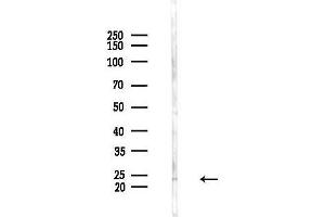 anti-Mitochondrial Ribosomal Protein L48 (MRPL48) (Internal Region) antibody