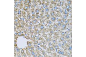 Immunohistochemistry of paraffin-embedded mouse liver using COX6A1 antibody (ABIN5971990) at dilution of 1/100 (40x lens). (COX6A1 Antikörper)