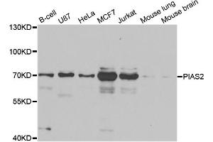 Western blot analysis of extracts of various cell lines, using PIAS2 antibody (ABIN5973299) at 1/1000 dilution. (PIAS2 Antikörper)