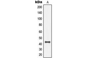 Western blot analysis of MKK4 (pT261) expression in NIH3T3 PDGF-treated (A) whole cell lysates.