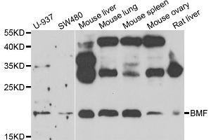 Western blot analysis of extracts of various cell lines, using BMF antibody (ABIN5975393) at 1/1000 dilution. (BMF Antikörper)