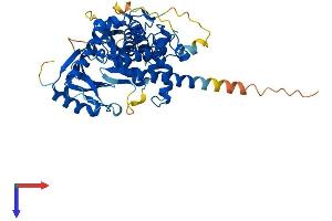IPPK Protein (AA 1-489) (His tag)