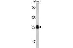 Western blot analysis of PSME2 antibody (C-term) in mouse lung tissue lysates (35ug/lane). (PSME2 Antikörper  (C-Term))