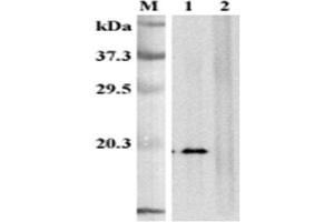 Western blot analysis of human CD137L using anti-CD137L (human), mAb (41B436)  at 1:2,000dilution. (TNFSF9 Antikörper  (Extracellular Domain))