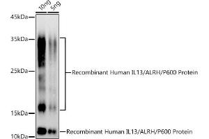 Western blot analysis of extracts of Recombinant Human IL13/ALRH/P600 Protein, using IL13 antibody (ABIN3022881, ABIN3022882, ABIN3022883 and ABIN6219278) at 1:500 dilution. (IL-13 Antikörper  (AA 25-146))