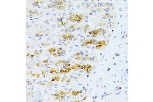 Immunohistochemistry of paraffin-embedded rat stomach using CHIA Antibody (ABIN5973937) at dilution of 1/100 (40x lens).