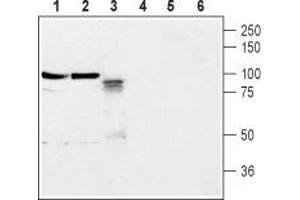 Western blot analysis of rat brain membrane (lanes 1 and 4), mouse brain membrane (lanes 2 and 5) and rat PC12 pheochromocytoma cells (lanes 3 and 6): - 1-3. (Neuroligin 2 Antikörper  (Extracellular, N-Term))