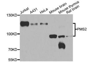 Western blot analysis of extracts of various cell lines, using PMS2 antibody. (PMS2 Antikörper  (AA 390-670))
