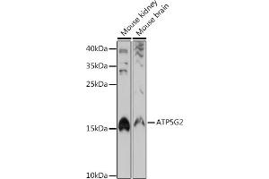 Western blot analysis of extracts of various cell lines, using G2 antibody (ABIN7265724) at 1:1000 dilution. (ATP5G2 Antikörper)
