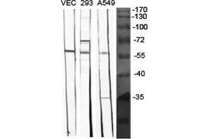 Western Blot (WB) analysis of specific cells using BMP-5 Polyclonal Antibody. (BMP5 Antikörper  (Internal Region))