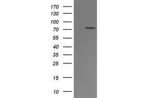 Image no. 1 for anti-Peptidyl Arginine Deiminase, Type IV (PADI4) (AA 299-588) antibody (ABIN1491357) (PAD4 Antikörper  (AA 299-588))