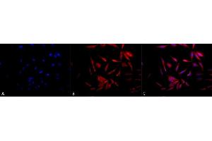 Immunocytochemistry/Immunofluorescence analysis using Rabbit Anti-Hsp90 Polyclonal Antibody (ABIN361822 and ABIN361823). (HSP90 Antikörper)