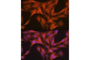 Immunofluorescence analysis of C6 cells using CLOCK Rabbit mAb (ABIN7266414) at dilution of 1:100 (40x lens). (CLOCK Antikörper)