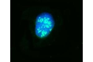 IF analysis of NOP58 using anti-NOP58 antibody (ABIN7601224). (NOP58 Antikörper  (AA 30-450))