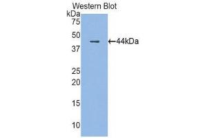 Western Blotting (WB) image for anti-Cathelicidin Antimicrobial Peptide (CAMP) (AA 30-175) antibody (ABIN1858226) (Cathelicidin Antikörper  (AA 30-175))