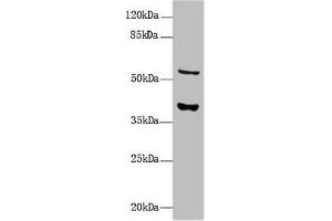 Western Blot All lanes: CALHM3 antibody at 8 μg/mL + Mouse kidney tissue Secondary Goat polyclonal to rabbit IgG at 1/10000 dilution Predicted band size: 40, 39 kDa Observed band size: 40, 55 kDa (CALHM3 Antikörper  (AA 201-350))