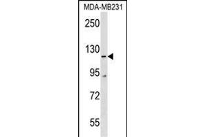 COBLL1 Antibody (N-term) (ABIN1539386 and ABIN2850326) western blot analysis in MDA-M cell line lysates (35 μg/lane). (COBLL1 Antikörper  (N-Term))