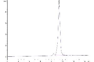 The purity of Cynomolgus CTLA-4 is greater than 95 % as determined by SEC-HPLC.