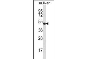HOXD10 Antibody (C-term) (ABIN656539 and ABIN2845803) western blot analysis in mouse liver tissue lysates (35 μg/lane).