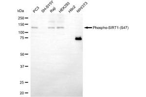 Western blotting analysis using phospho-SIRT1 (S47) antibody (ABIN7800353). (Rekombinanter SIRT1 Antikörper  (pSer47))