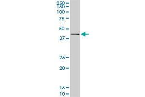 SAV1 monoclonal antibody (M02), clone 3B2. (SAV1 Antikörper  (AA 300-383))