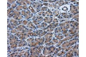 Immunohistochemical staining of paraffin-embedded Kidney tissue using anti-PRKAR2A mouse monoclonal antibody. (PRKAR2A Antikörper)
