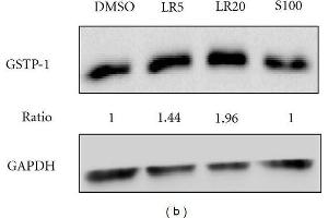 Western Blotting (WB) image for anti-Glyceraldehyde-3-Phosphate Dehydrogenase (GAPDH) antibody (ABIN2857072)