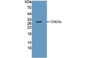 Figure. (CRISP1 Antikörper  (AA 20-244))