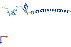 CBY1/PGEA1 Protein (AA 1-127) (His tag)