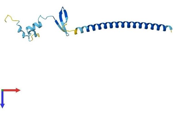 CBY1/PGEA1 Protein (AA 1-127) (His tag)