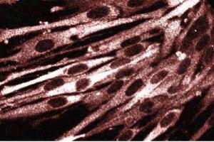 Immunofluorescence staining of FHs cells (Normal human fetal lung fibroblasts, ATCC HTB-157). (DIAPH1 Antikörper  (AA 41-153))