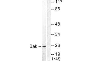Western Blotting (WB) image for anti-BCL2-Antagonist/killer 1 (BAK1) (N-Term) antibody (ABIN1848436) (BAK1 Antikörper  (N-Term))