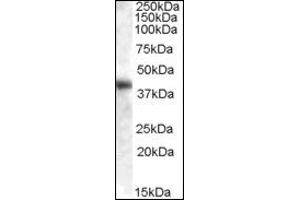 Image no. 1 for anti-Glutamic-Oxaloacetic Transaminase 1, Soluble (Aspartate Aminotransferase 1) (GOT1) (Internal Region) antibody (ABIN372773) (GOT1 Antikörper  (Internal Region))