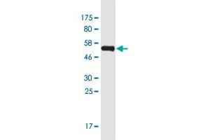 Western Blot detection against Immunogen (55. (MAF1 Antikörper  (AA 1-256))