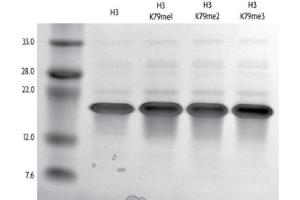 Recombinant Histone H3 monomethyl Lys79 analyzed by SDS-PAGE gel.